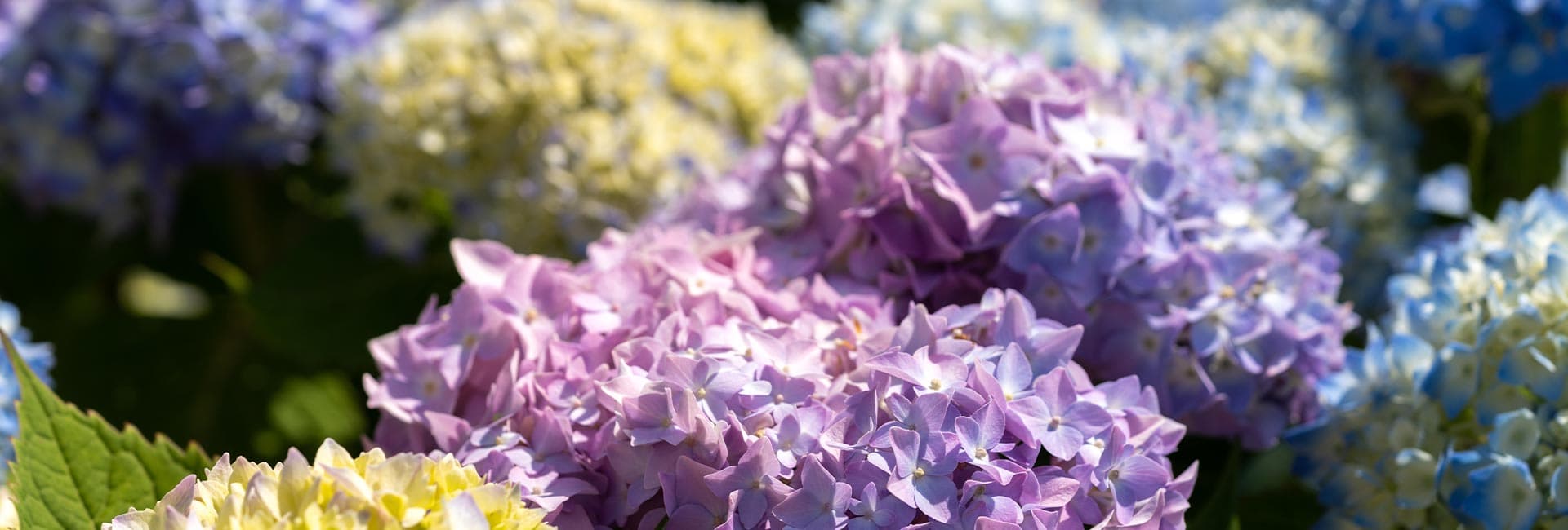 A vibrant arrangement of pink, purple, and yellow hydrangea flowers in full bloom.