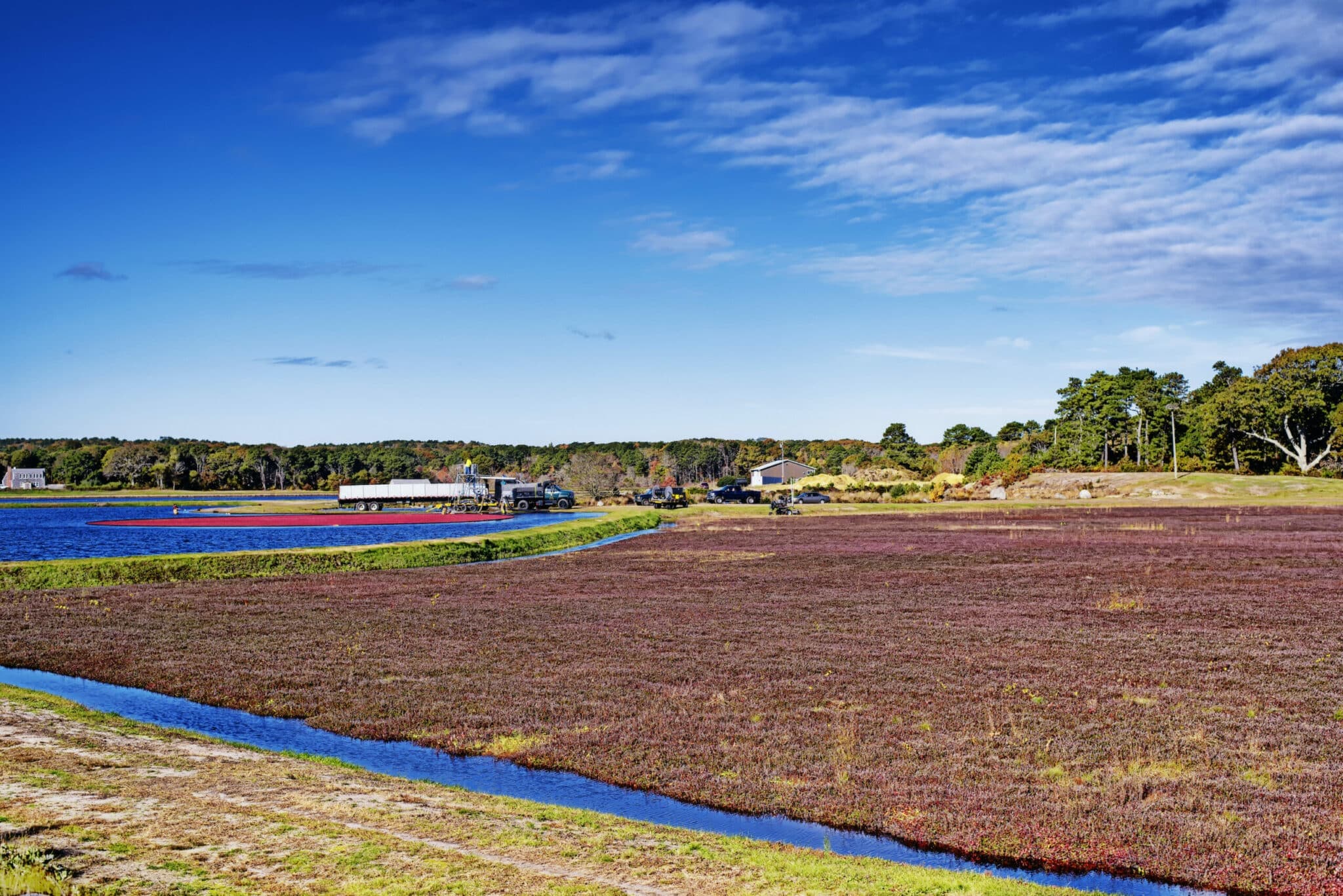 A scenic view of a cranberry bog beside a lake, with a truck and farm buildings in the background under a blue sky. A scenic view of a cranberry bog beside a lake, with a truck and farm buildings in the background under a blue sky.