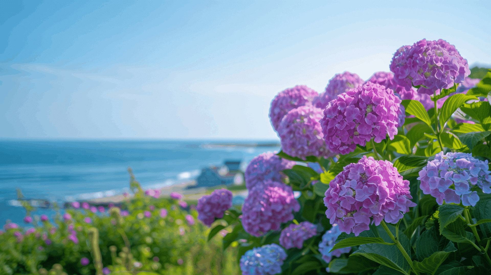 Vibrant pink hydrangeas in the foreground with a serene ocean view in the background. Vibrant pink hydrangeas in the foreground with a serene ocean view in the background.