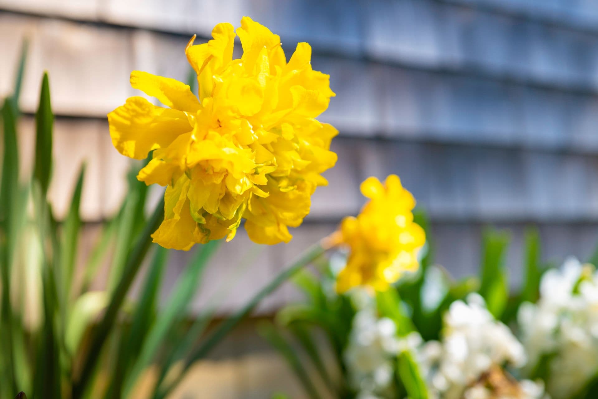 Close-up of vibrant yellow daffodil flowers with a blurred background of greenery. Close-up of vibrant yellow daffodil flowers with a blurred background of greenery.