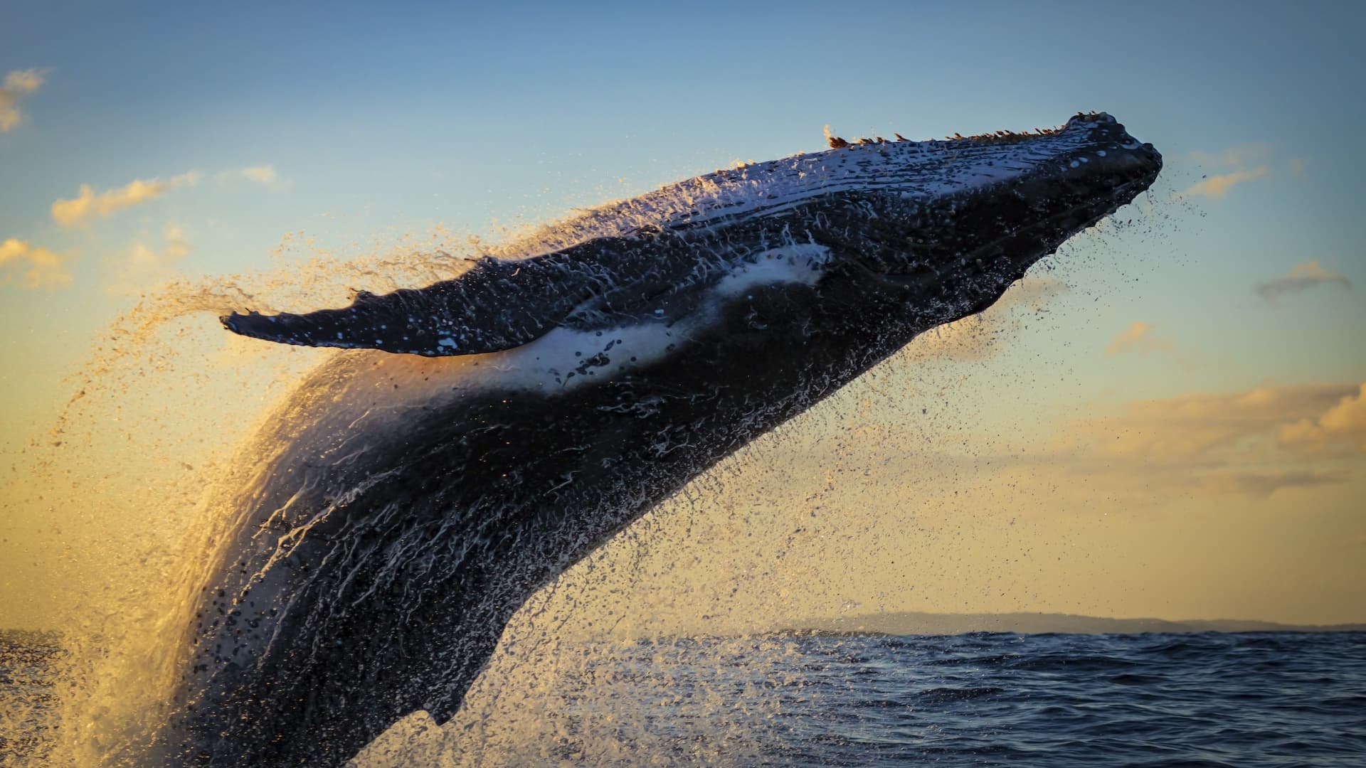 A humpback whale breaching the ocean's surface with water cascading around it against a sunset backdrop. A humpback whale breaching the ocean's surface with water cascading around it against a sunset backdrop.