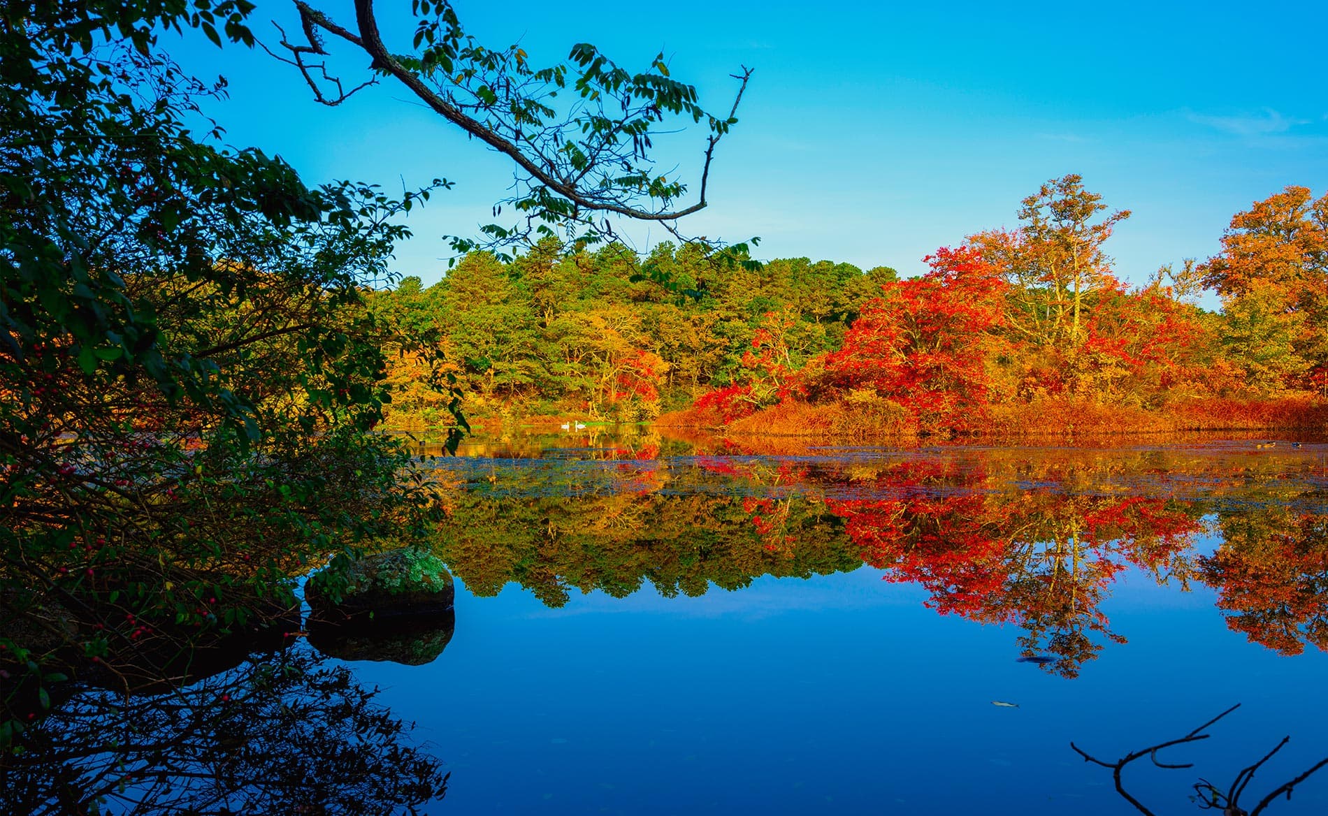 A colorful landscape with trees and a clear blue sky. A colorful landscape with trees and a clear blue sky.