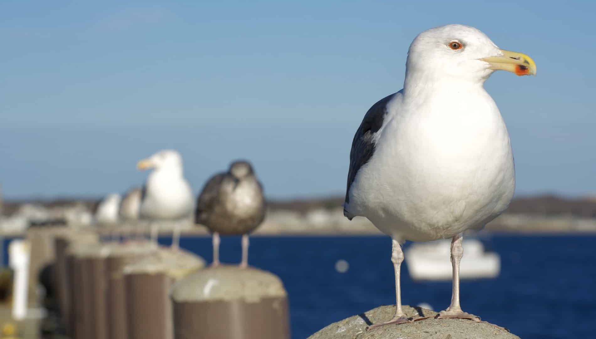 Seagull Lineup in Cape Cod, Massachusetts