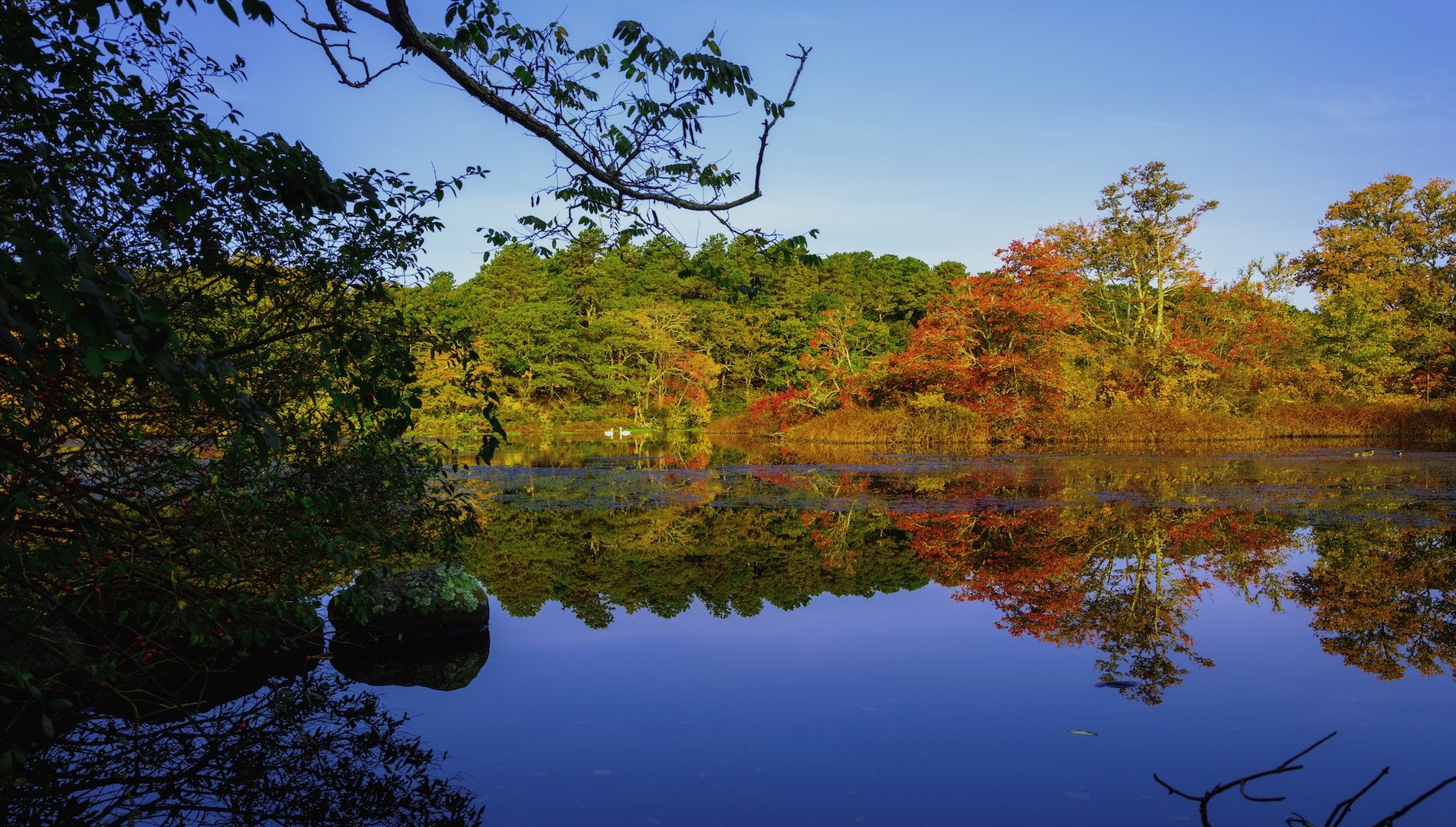 Fall Foliage Trees on pond